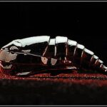 scultura acciaio larva